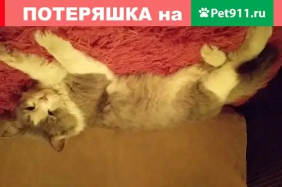 Найдена кошка в Заводском районе Саратова