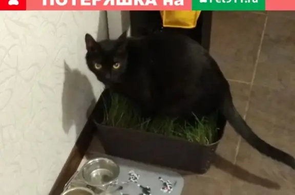 Кошки потеряшки, Тула, фото: Потеряшка кошка на ул. Хворостухина, д. 2б (Тула)