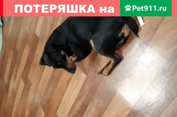 Собака на сортировке в Иваново найдена