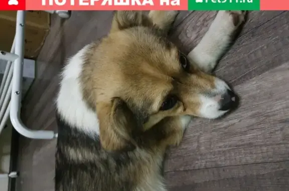 Собака с подстриженными когтями возле ЖК ЮЖАНЕ, Краснодар.
