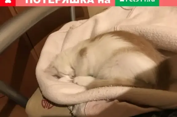 Пропал котенок Кокос, Мира 25В, Электросталь