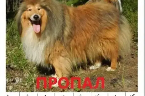 Пропала собака в Архангельске!