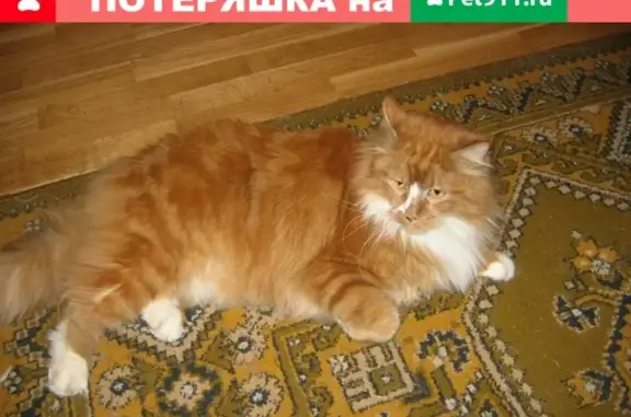 Кошки потеряшки, Санкт-Петербург, фото: Потеряшка рыжий кот Маркиз на ул. Пушкинская/Конюшенная (г. Пушкин)
