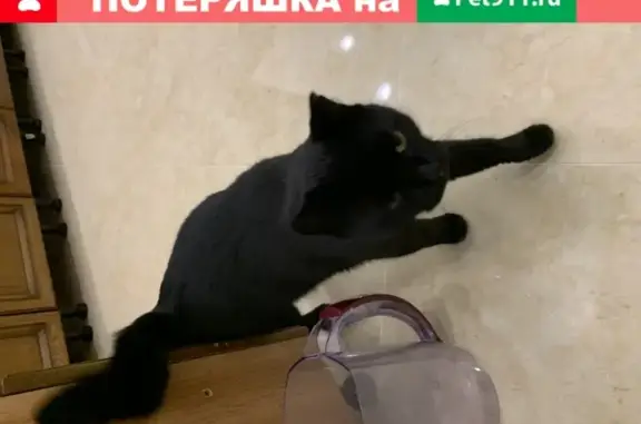 Найдена чёрная кошка в Экопарке Дубрава, Казань