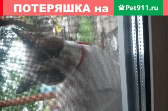 Найдена домашняя кошка на Пивзаводе в Воронеже
