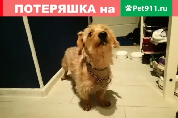 Найдена собака, Москва, фото: Найден добрый пес в Зеленограде