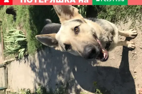 Пропала собака Беркут, Волгоград.