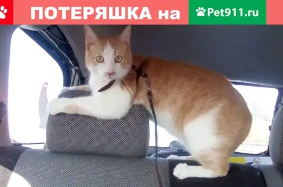 Кошки потеряшки, Санкт-Петербург, фото: Потеряшка кошка Май Россия, ул. Зайцева 32, СПб