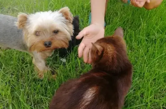 Пропала собака в Волгограде на улице Ртищевская, 43