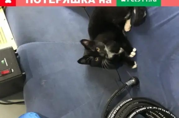 Найден ласковый котик в Санкт-Петербурге