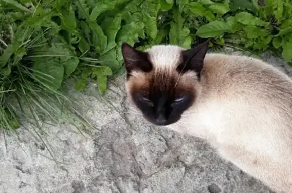Найдена молодая кошка на 50 лет ВЛКСМ 73, Тюмень