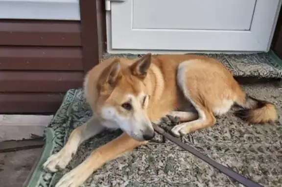 Найдена собака Лайка в районе Ватутина, ищем хозяина