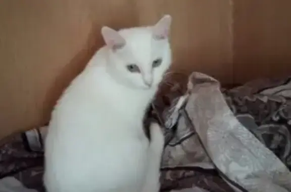 Пропала белая кошка в п. Октябрьский, Ростовская обл.