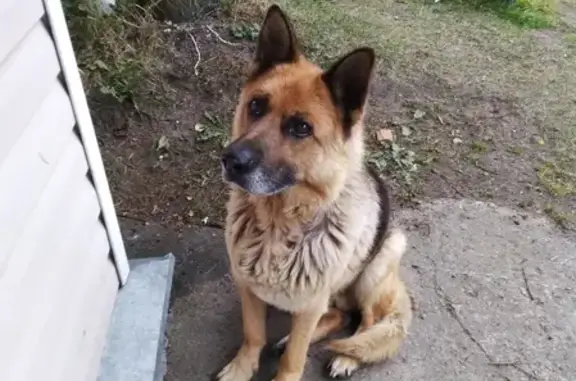 Найдена собака в Гатчине, ждет хозяина.