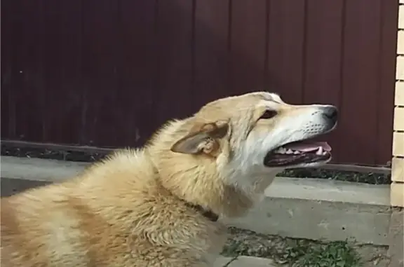 Собаки потеряшки, , фото: Потеряшка западно-сибирская лайка в Первомайском, Горячий Ключ