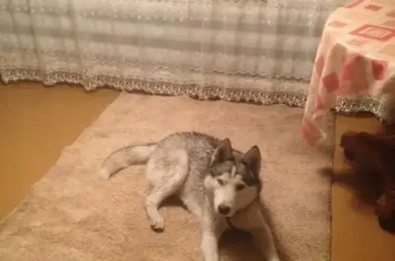 Собаки потеряшки, Нижний Новгород, фото: Потеряшка Хаски на ул. Прямая, Автозавод