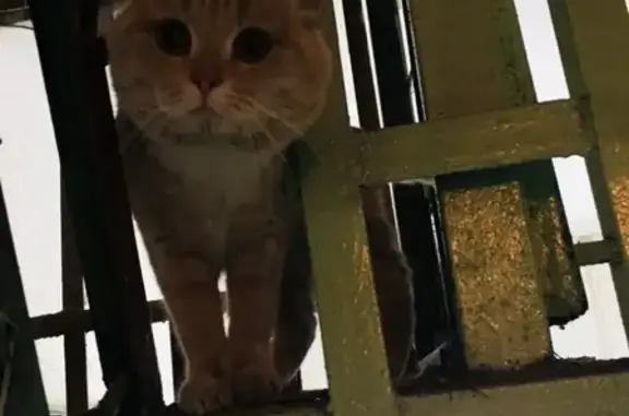 Найдена кошка на ул. Сергея Акимова, Нижний Новгород