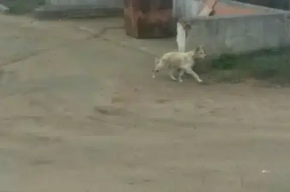 Собака потерялась в Улан-Удэ, нужна помощь!