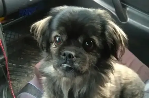 Найдена собака, Оренбург, фото: Найдена собака в районе Чичерина, ищем хозяина! (Оренбург)