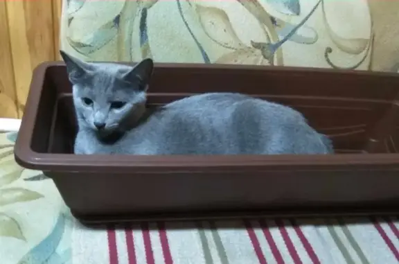 Кошки потеряшки, Санкт-Петербург, фото: Потеряшка кошка на ул. Большая Озерная, вознаграждение