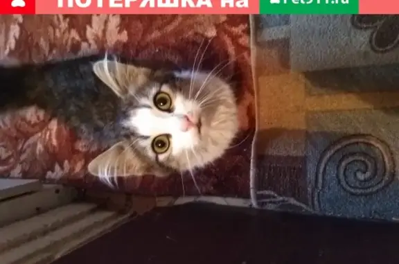 Найден котенок возле жд вокзала в Орловской обл.