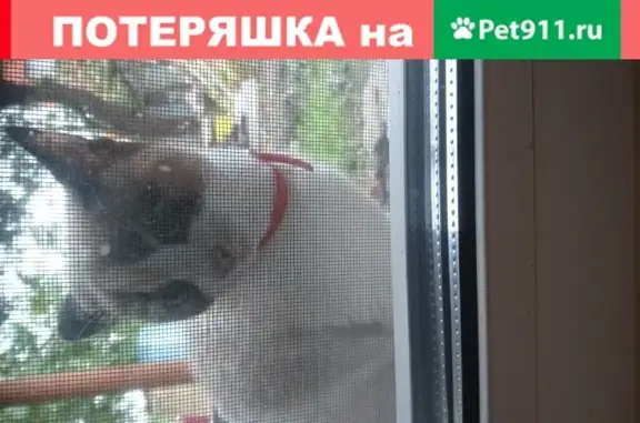 Найдена добрая кошечка в Воронеже