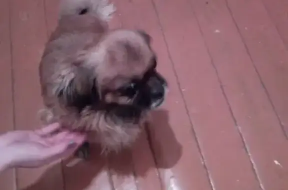Найдена собака в Чите, район магазина Северянка