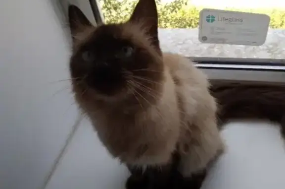 Пропала сиамская кошка в Рыльске, Курская область