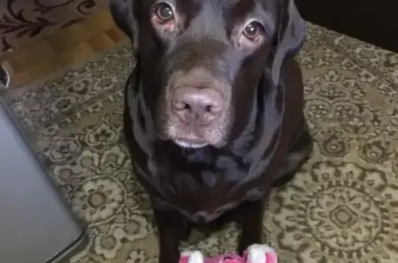 Собаки потеряшки, Новокузнецк, фото: Потеряшка собака Джессика в Новокузнецке