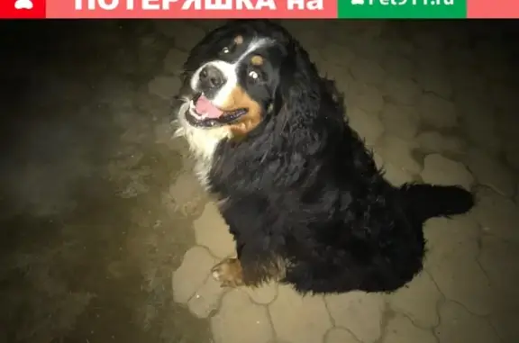 Пропала собака в Якутске, вознаграждение гарантировано.