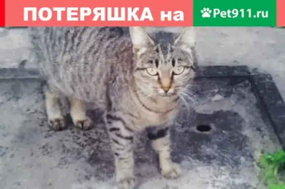 Пропала кошка на ул. Героя Богданова 9 с 