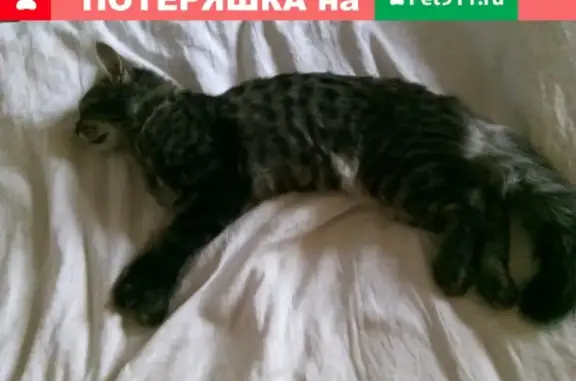 Собаки потеряшки, Москва, фото: Потеряшка пушистая собачка в Москве!