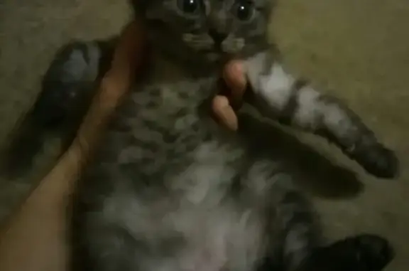 Найдена кошка, Тамбов, фото: Найден ручной котенок в Тамбове