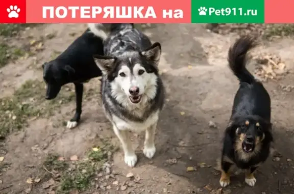 Найдена стерилизованная собака Митис Хаски в Новосибирске