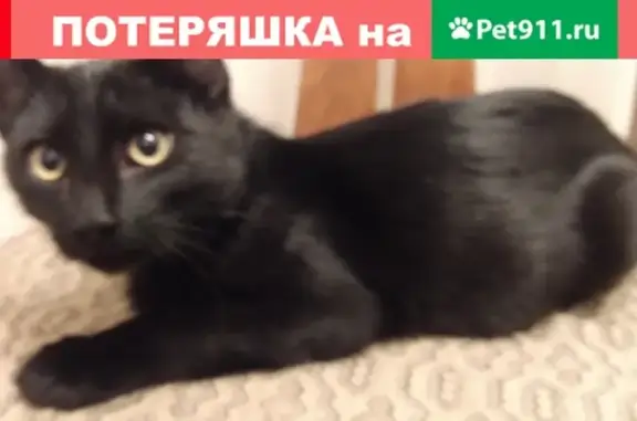 Найден черный котенок с ошейником в Уфе, ищем хозяина.
