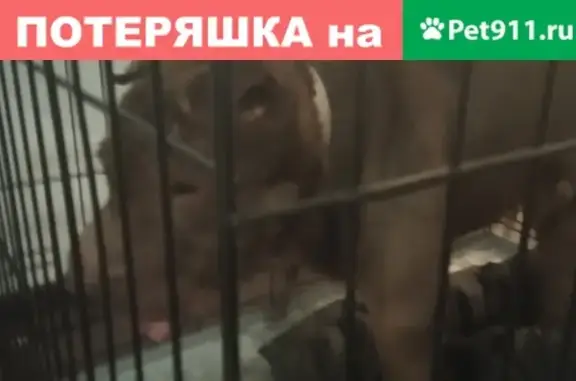 Найдена собака породы шарпей в Екатеринбурге