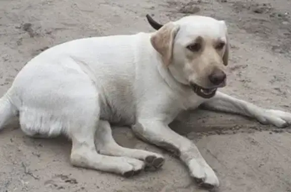 Найдена собака, Нижний Новгород, фото: Найдена сука лабрадор в п. Решетиха, клеймо есть