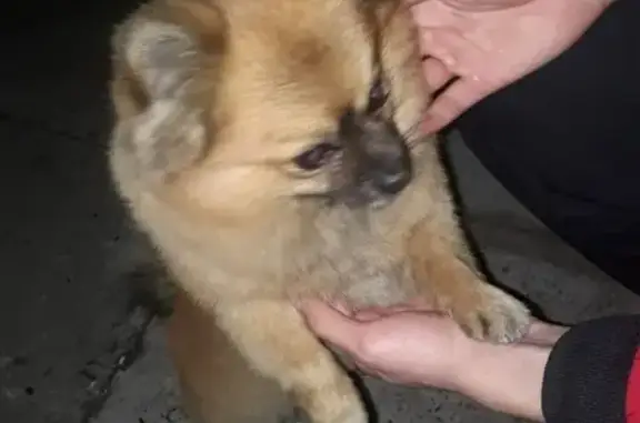 Найдена собака на ул. Ленинградской в Всеволожске