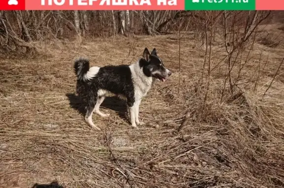 Пропала собака Рой в деревне Свирь, Ленобласть