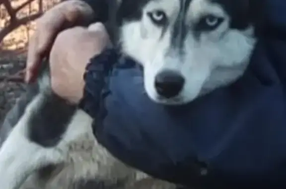 Пропала собака в Калачинске: вознаграждение!
