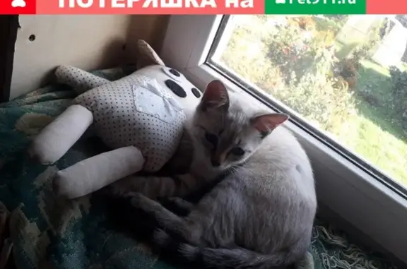 Пропала кошка Соня в Пскове, район ДЭУ.