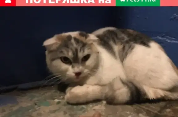 Найдена кошка в районе Мочалова, Самара