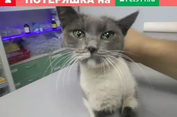 Найдена кошка на улице Чехова, Ростов-на-Дону