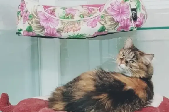 Найдена домашняя трехцветная кошка в Москве