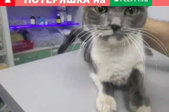 Домашняя кошка с перебитой ногой на Чехова пр. 52