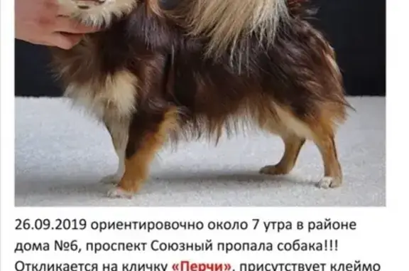 Собаки потеряшки, Нижний Новгород, фото: Потеряшка песик в Сормовском районе, кличка Перчи