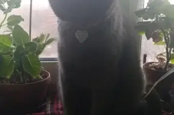 Кошки потеряшки, Москва, фото: Потеряшка кошка возле д.38 по ул. Судостроительной, помогите найти!