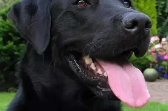 Пропала собака Бари в Новороссийске, помогите найти
