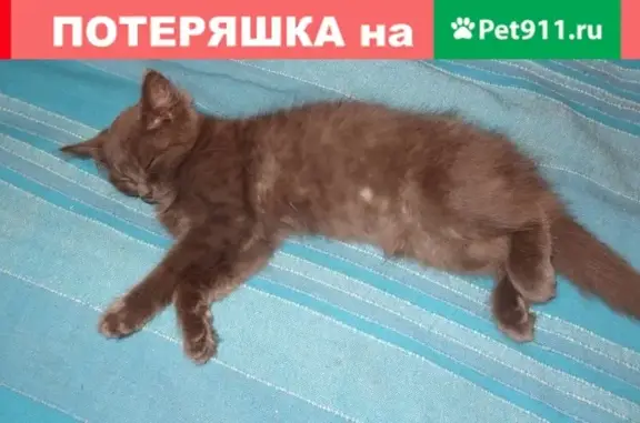 Найден серый котенок на пр. Машиностроителей, Ярославль