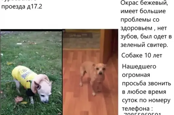 Собаки потеряшки, Москва, фото: Потеряшка собака возрастом 10 лет по адресу Гурьевский проезд дом. 17.к2 в Москве